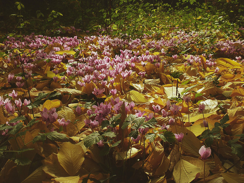 Arboretumdelafosse_lesarplanteurs_02