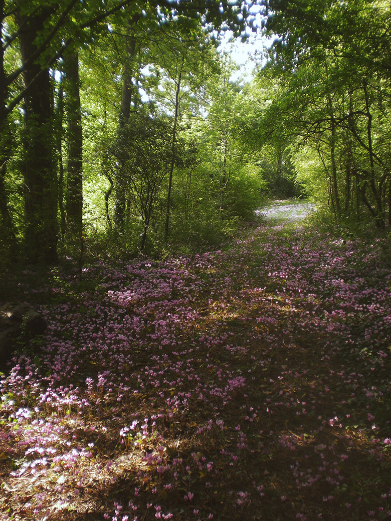 Arboretumdelafosse_lesarplanteurs_03