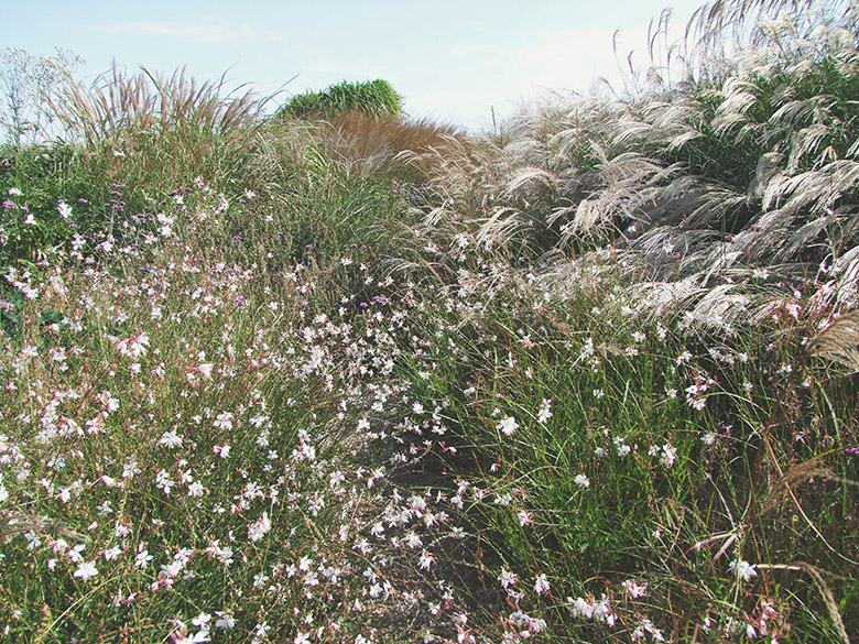 closducoudray_lesarplanteurs_02