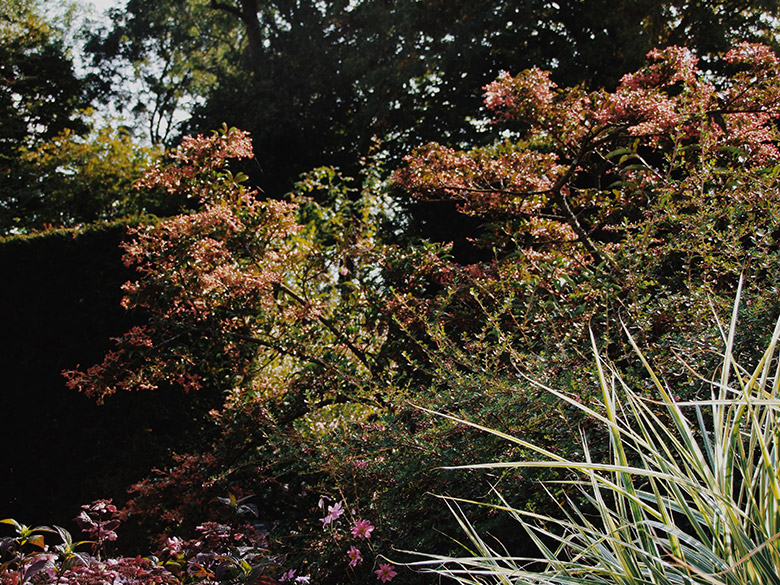 closducoudray_lesarplanteurs_04