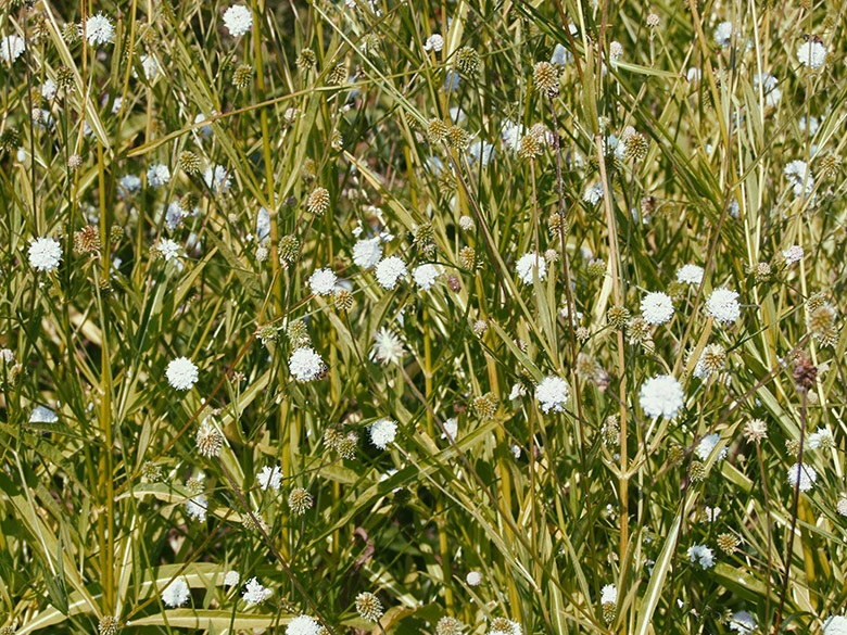 closducoudray_lesarplanteurs_05