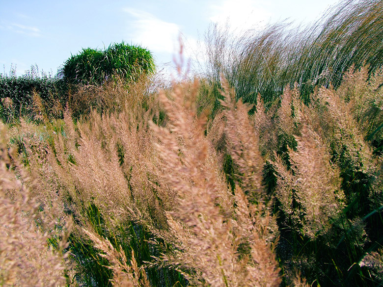 closducoudray_lesarplanteurs_07