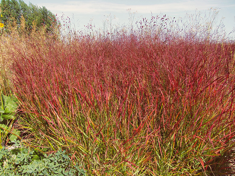 closducourday_lesarplanteurs_03