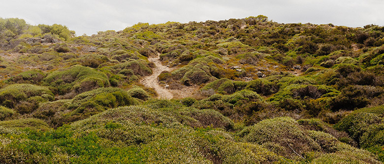 minorque_lesarplanteurs_01