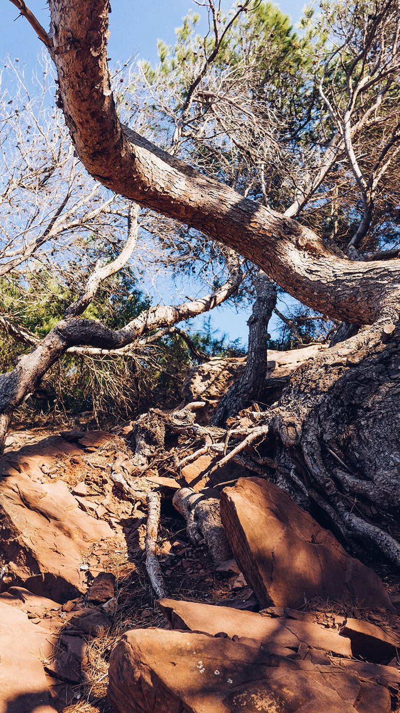 minorque_lesarplanteurs_13