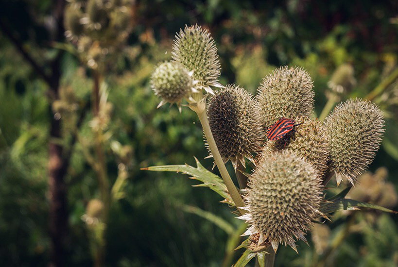 Biodiversité au jardin