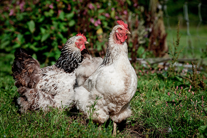 Conférences des Poules au jardin