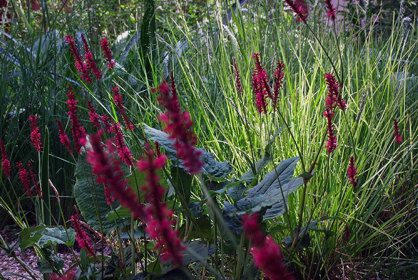 Jardin de vivaces